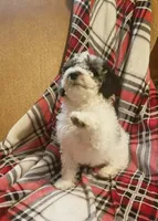 Praesepe , a male Poodle - Miniature  for sale in Clare, MI – Photo 1 of 4