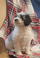 Praesepe , a male Poodle - Miniature  for sale in Clare, MI – Photo 2 of 4