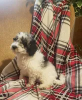 Praesepe , a male Poodle - Miniature  for sale in Clare, MI – Photo 3 of 4
