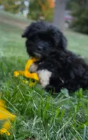 Captain , a male Yorkipoo for sale in Clare, MI – 7 of 10