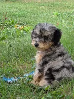 Maple, a female Poodle - Miniature  for sale in Clare, MI – 10 of 10