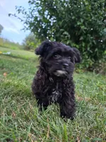 Sailor , a female Yorkipoo for sale in Clare, MI – 2 of 10