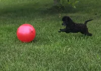 Oak, a female Poodle - Miniature  for sale in Clare, MI – 6 of 10