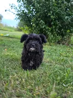Sailor , a female Yorkipoo for sale in Clare, MI – 8 of 10