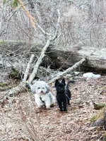 Bosun, a female Yorkipoo for sale in Clare, MI – 3 of 10