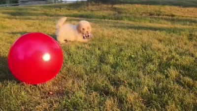 Nutmeg , a female Cavapoo for sale in Clare, MI – 9 of 9