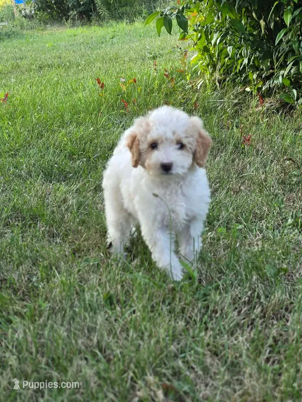Aspen  – Poodle - Miniature  puppy for sale in Clare, MI