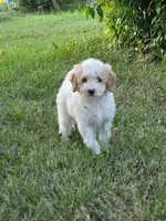 Aspen , a female Poodle - Miniature  for sale in Clare, MI – 1 of 8