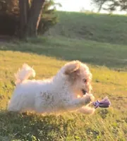 Nutmeg , a female Cavapoo for sale in Clare, MI – 8 of 9