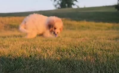Cardamom , a female Cavapoo for sale in Clare, MI – 10 of 10