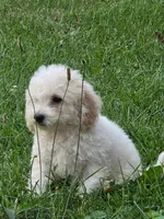 Aspen , a female Poodle - Miniature  for sale in Clare, MI – 7 of 8