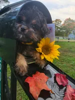 Bosun, a female Yorkipoo for sale in Clare, MI – 1 of 10