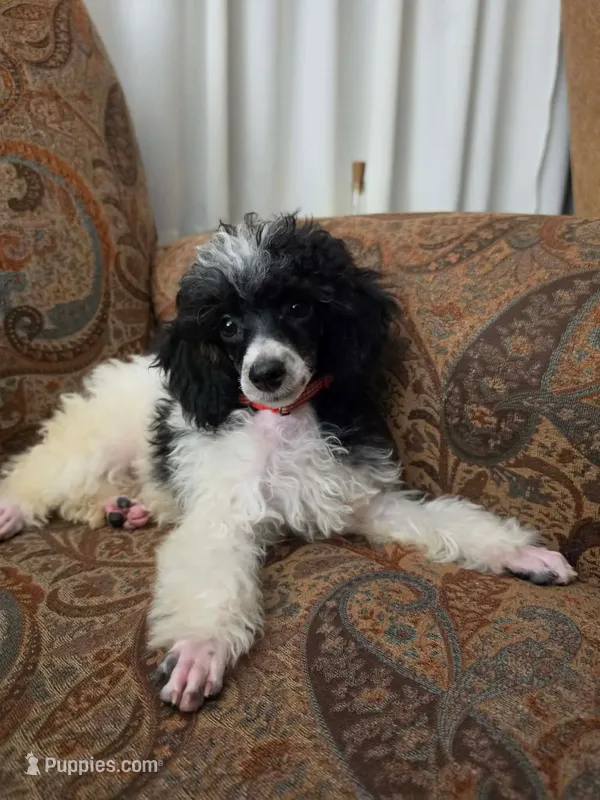 Tamarack – Poodle - Miniature  puppy for sale in Clare, MI