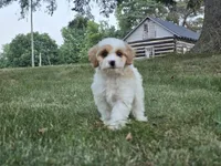 Clove, a male Cavapoo for sale in Clare, MI – 7 of 10