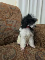 Tamarack, a female Poodle - Miniature  for sale in Clare, MI – 5 of 5