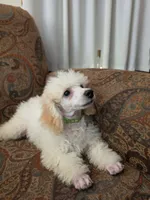 Birch, a male Poodle - Miniature  for sale in Clare, MI – 4 of 5
