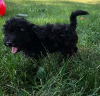 Spruce , a female Poodle - Miniature  for sale in Clare, MI – 5 of 9