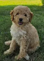 Cedar, a female Poodle - Miniature  for sale in Clare, MI – 5 of 7