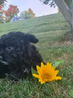 Sailor , a female Yorkipoo for sale in Clare, MI – 7 of 10