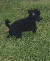 Oak, a female Poodle - Miniature  for sale in Clare, MI – 5 of 10