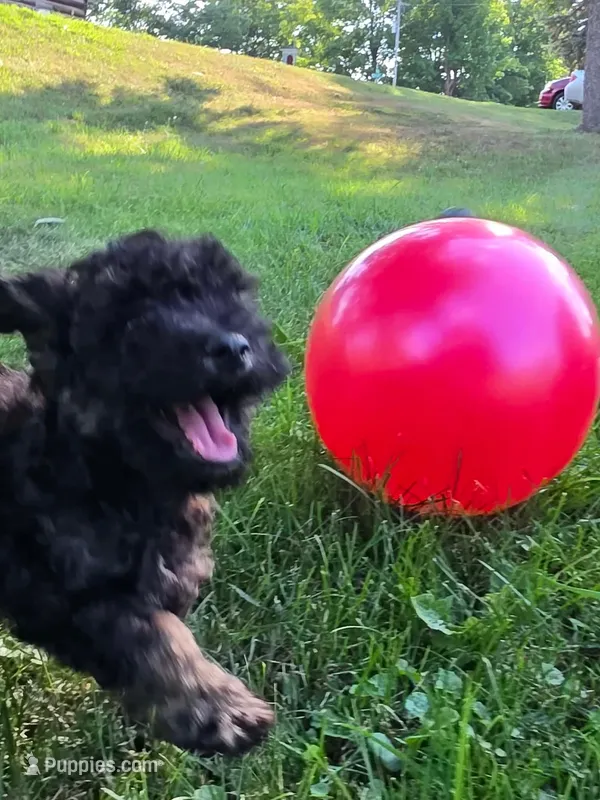 Spruce  – Poodle - Miniature  puppy for sale in Clare, MI