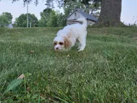 Clove, a male Cavapoo for sale in Clare, MI – 2 of 10