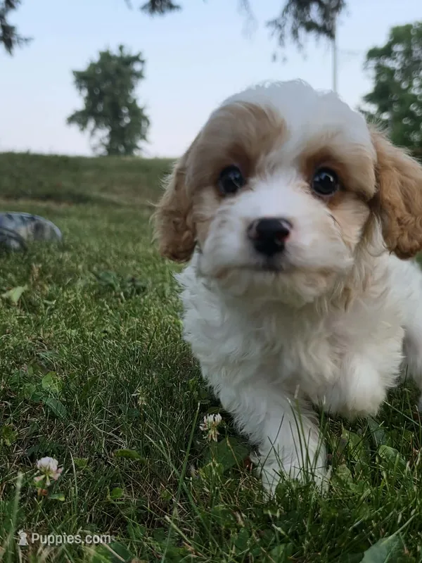 Clove – Cavapoo puppy for sale in Clare, MI