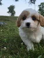 Clove, a male Cavapoo for sale in Clare, MI – 1 of 10