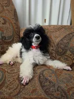 Tamarack, a female Poodle - Miniature  for sale in Clare, MI – 2 of 5