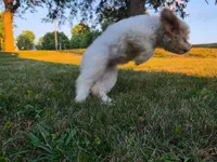 Cardamom , a female Cavapoo for sale in Clare, MI – 8 of 10
