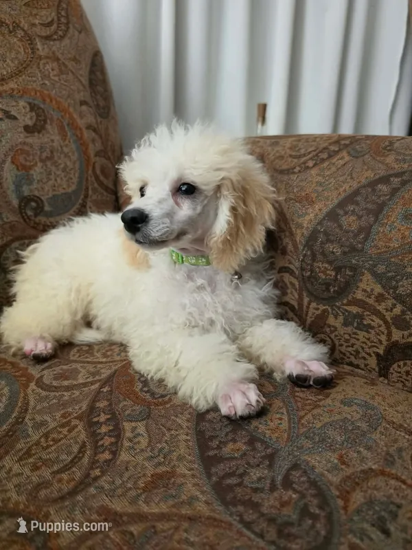 Birch – Poodle - Miniature  puppy for sale in Clare, MI