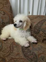 Birch, a male Poodle - Miniature  for sale in Clare, MI – 1 of 5
