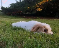Cardamom , a female Cavapoo for sale in Clare, MI – 5 of 10