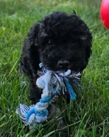Spruce , a female Poodle - Miniature  for sale in Clare, MI – 2 of 9
