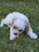 Clove, a male Cavapoo for sale in Clare, MI – 9 of 10