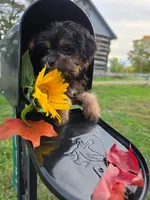 Bosun, a female Yorkipoo for sale in Clare, MI – 2 of 10
