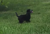 Oak, a female Poodle - Miniature  for sale in Clare, MI – 3 of 10