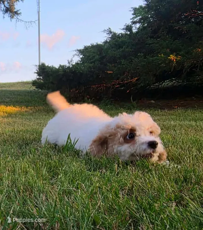 Cardamom  – Cavapoo puppy for sale in Clare, MI