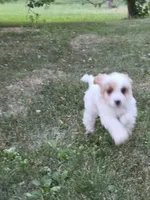 Clove, a male Cavapoo for sale in Clare, MI – 8 of 10