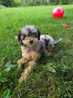 Maple, a female Poodle - Miniature  for sale in Clare, MI – 6 of 10