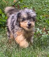 Maple, a female Poodle - Miniature  for sale in Clare, MI – 2 of 10