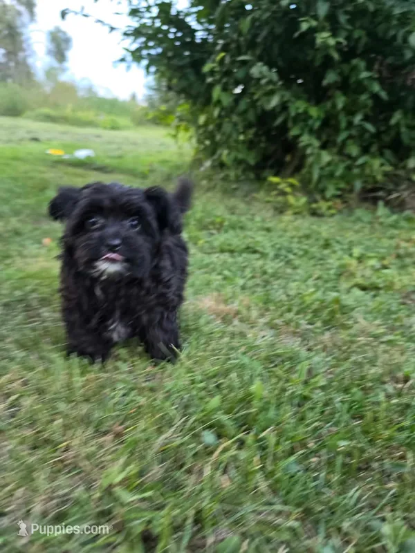 Sailor  – Yorkipoo puppy for sale in Clare, MI
