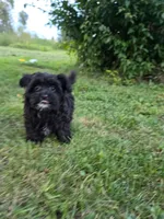 Sailor , a female Yorkipoo for sale in Clare, MI – 1 of 10