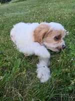 Clove, a male Cavapoo for sale in Clare, MI – 6 of 10