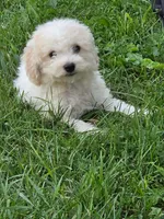 Aspen , a female Poodle - Miniature  for sale in Clare, MI – 6 of 8