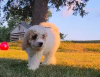 Cardamom , a female Cavapoo for sale in Clare, MI – 4 of 10