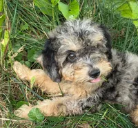 Maple, a female Poodle - Miniature  for sale in Clare, MI – 1 of 10