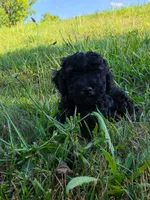 Spruce , a female Poodle - Miniature  for sale in Clare, MI – 6 of 9