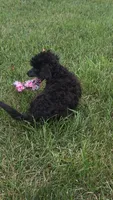 Oak, a female Poodle - Miniature  for sale in Clare, MI – 9 of 10