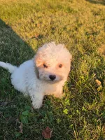 Nutmeg , a female Cavapoo for sale in Clare, MI – 6 of 9